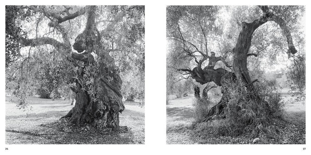 Olive Trees - Jacques Berthet