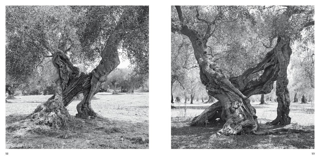 Olive Trees - Jacques Berthet
