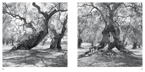 Olive Trees - Jacques Berthet