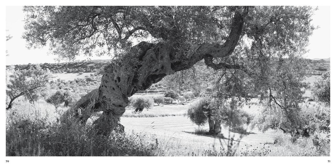 Olive Trees - Jacques Berthet