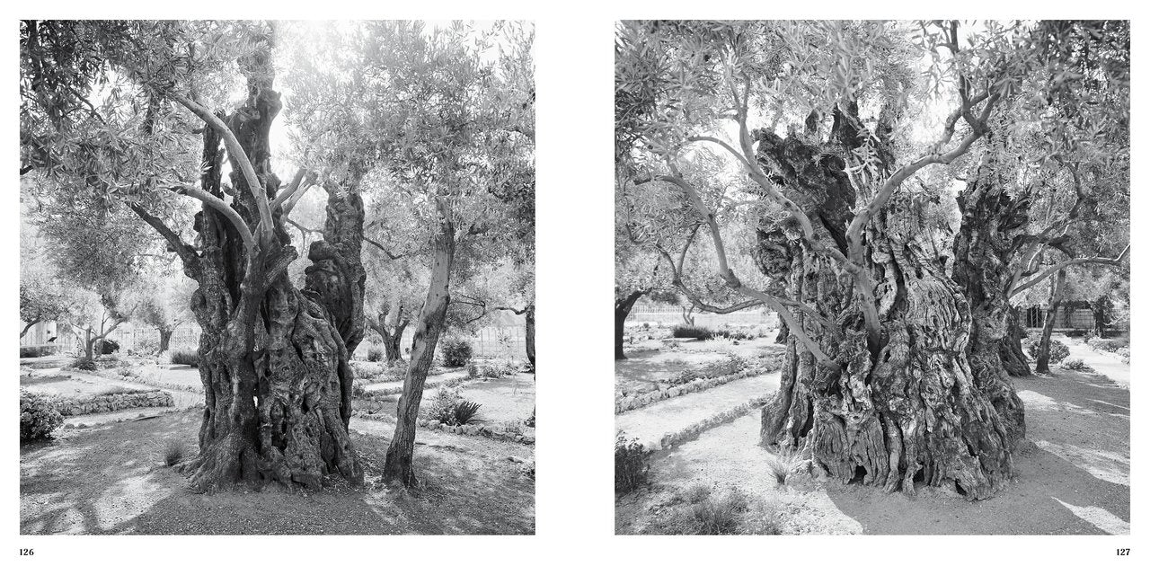 Olive Trees - Jacques Berthet