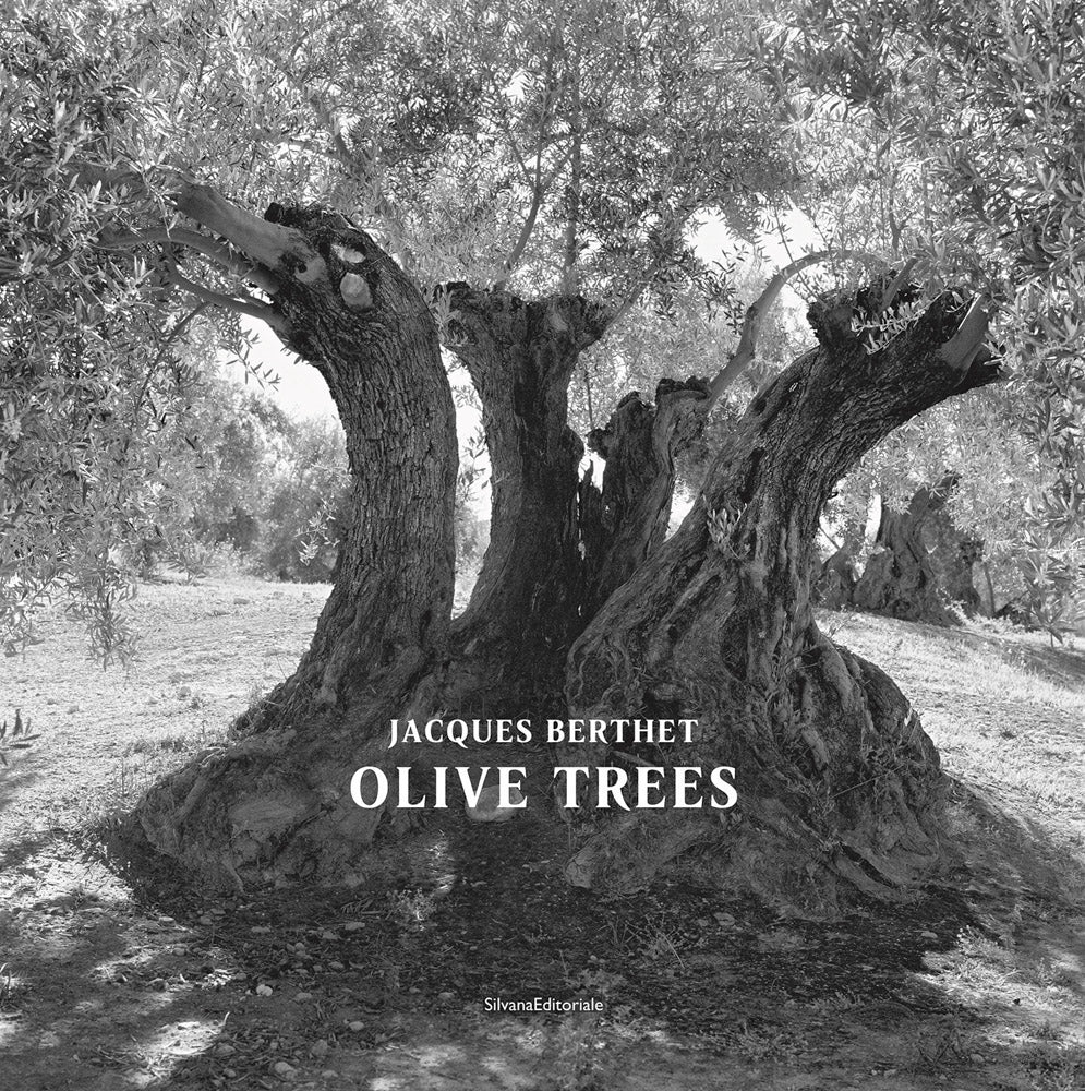 Olive Trees - Jacques Berthet